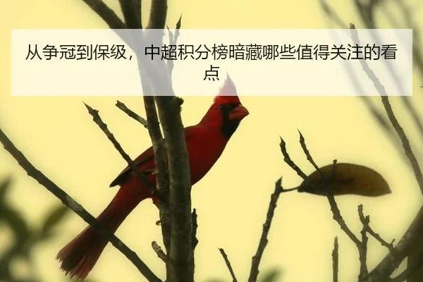 从争冠到保级，中超积分榜暗藏哪些值得关注的看点